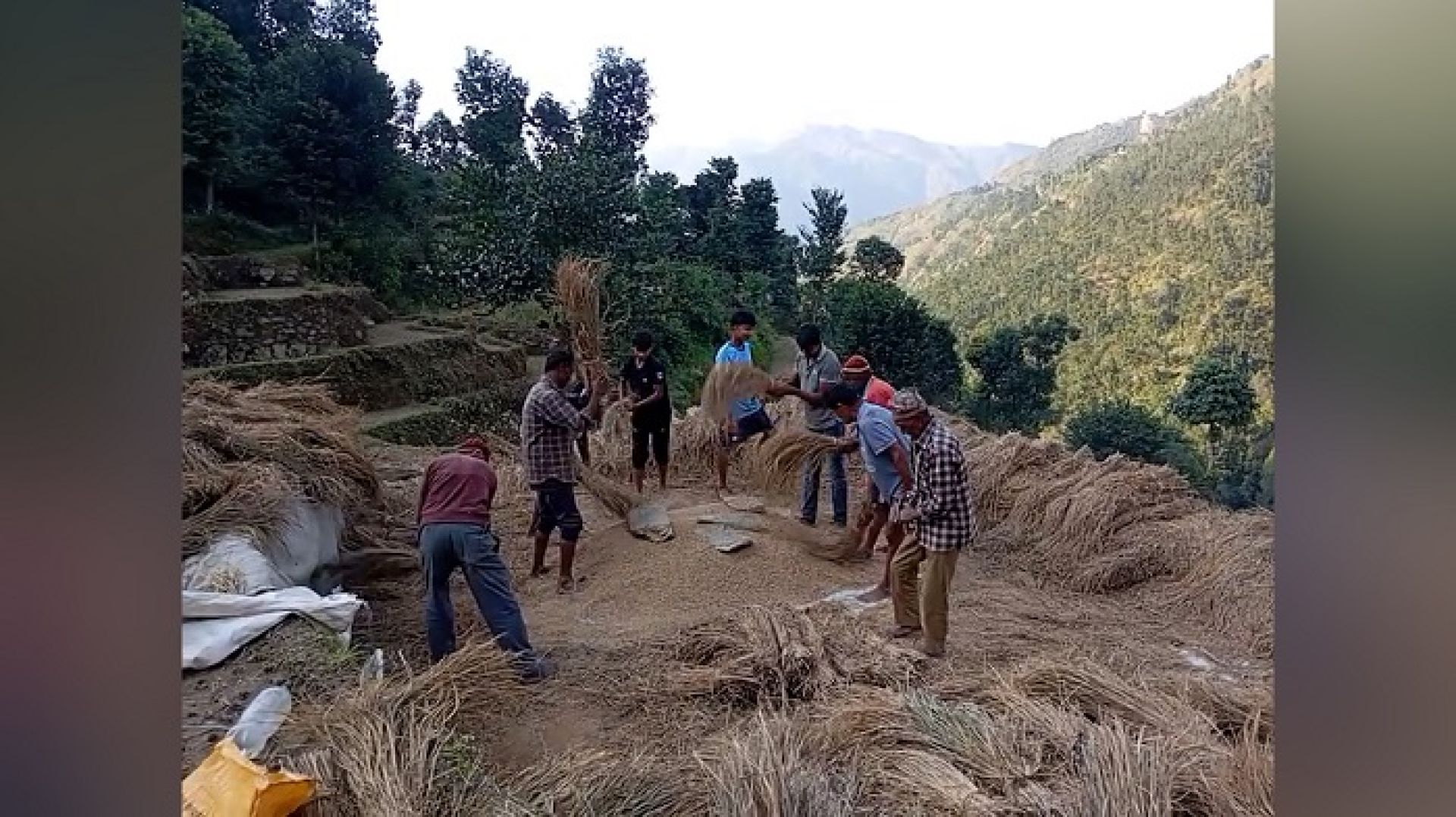 किसानलाई धान भित्र्याउने चटारो, बर्षाले १३९ मेट्रिक टन धानबाली नष्ट